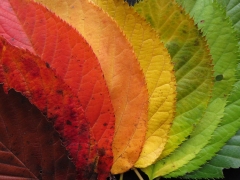 autumn-leaves-gb60b8afcf_1920